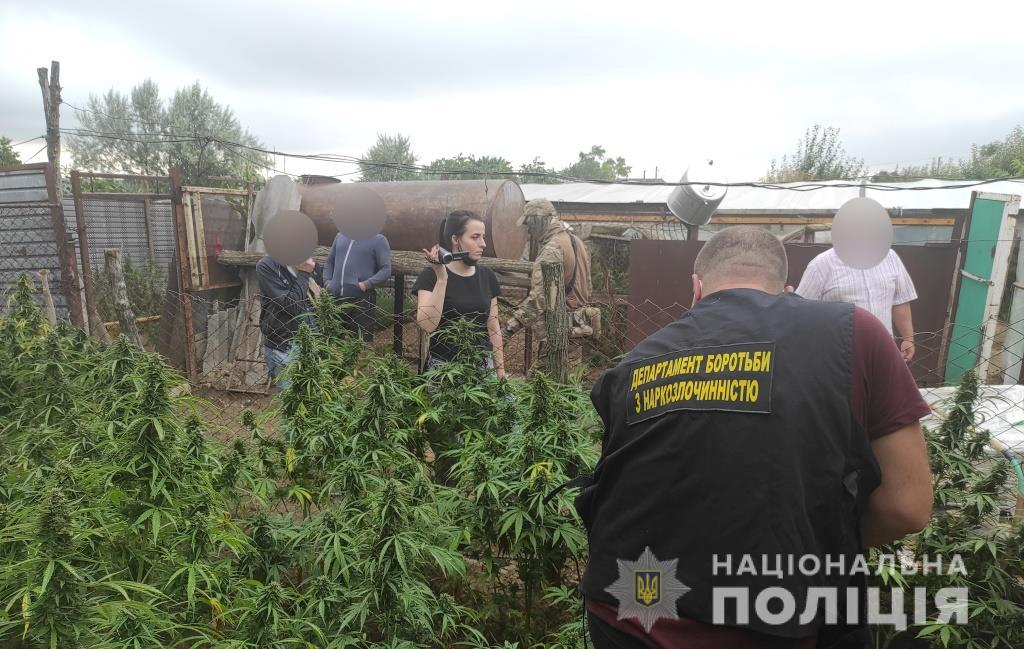 В Одеській області знайшли садибу конопель та два кілограми канабісу