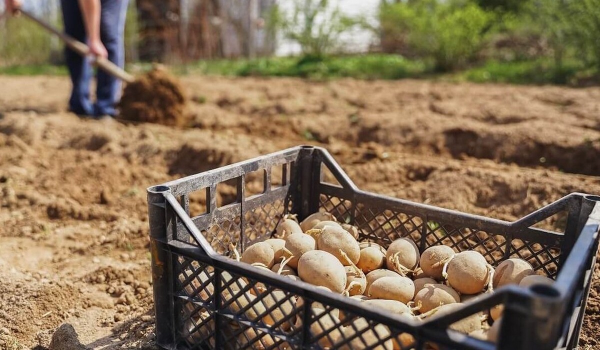 Коли садити картоплю у травні за місячним календарем