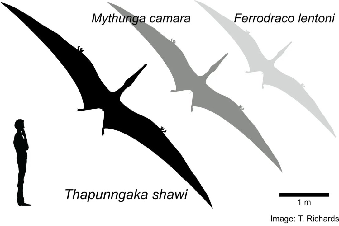 Майже справжній дракон: в Австралії досліджують кістки гігантської лет