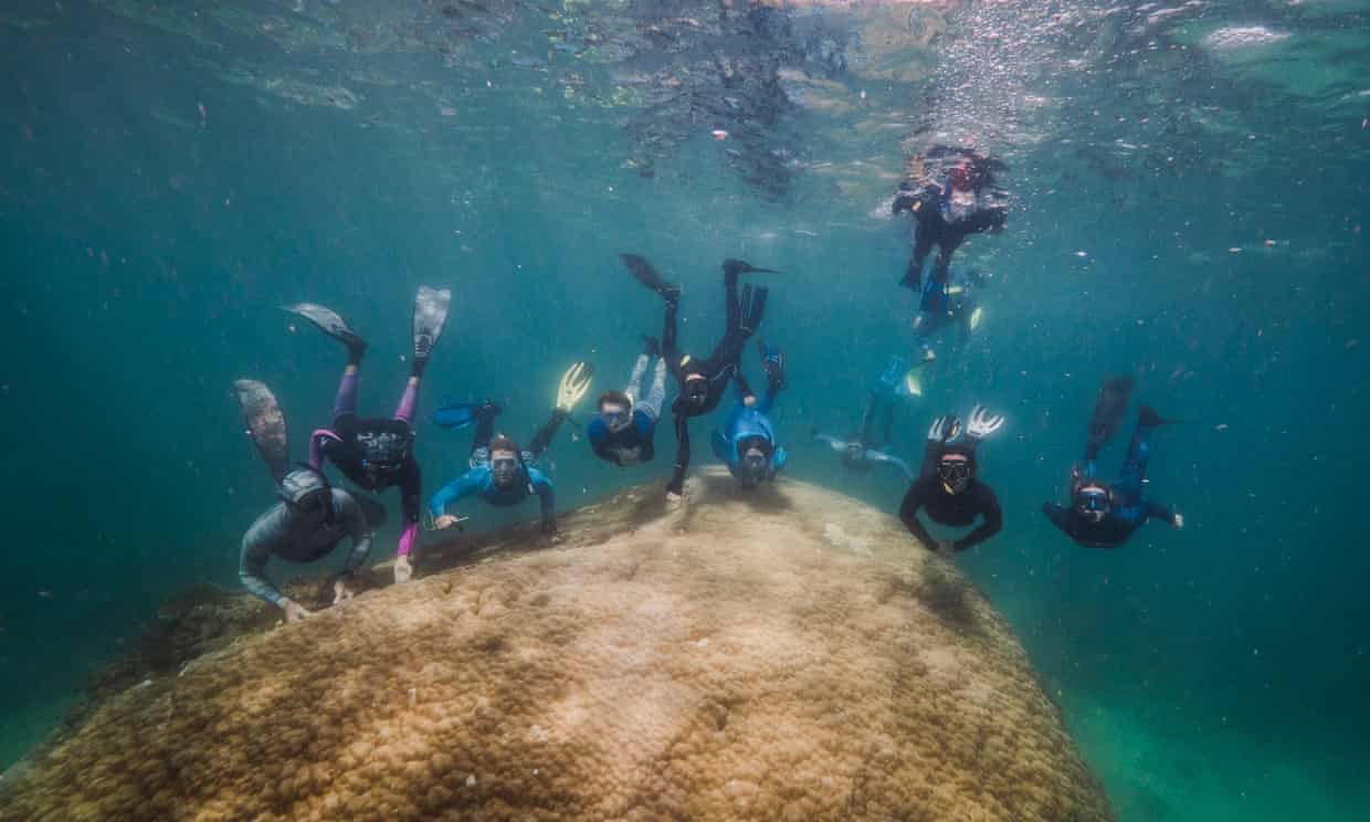 Самый большой корал нашли возле острова Орфей