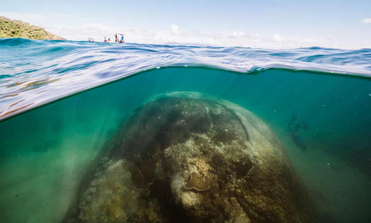 Найбільший корал знайшли біля острову Орфей