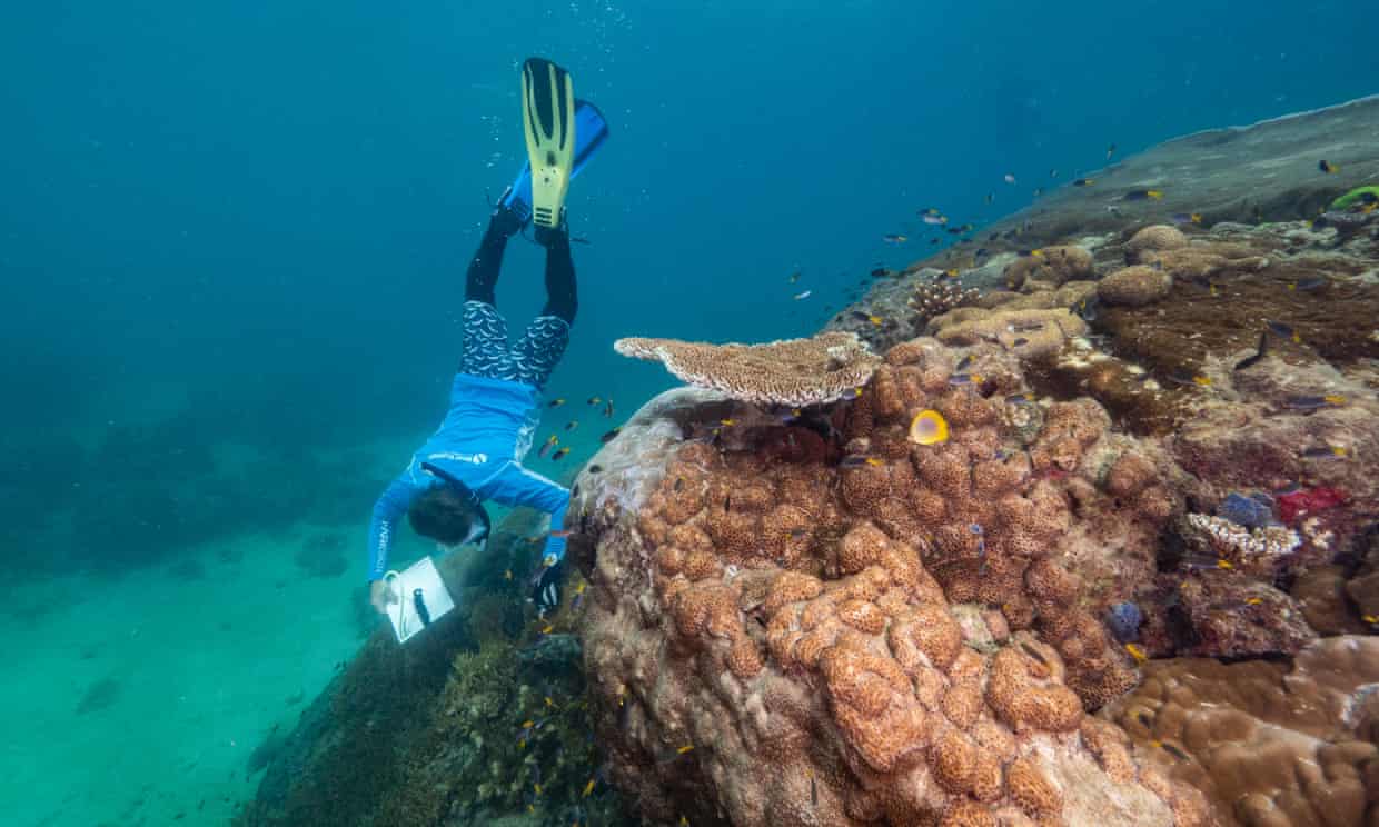 Найбільший корал знайшли біля острову Орфей