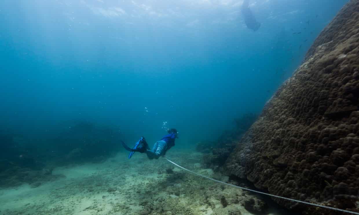 Самый большой корал нашли возле острова Орфей