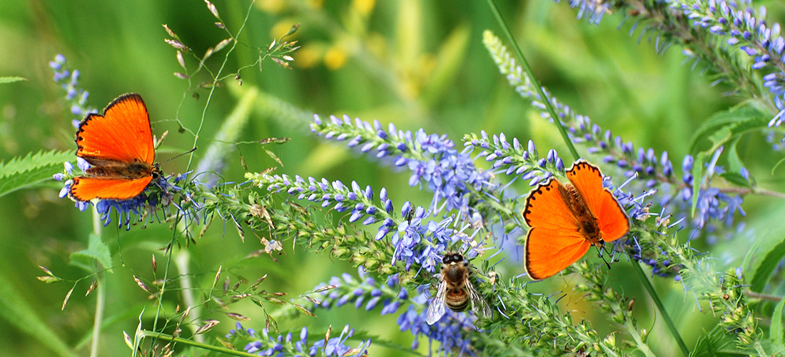 молитви вірую - значення і приклади як читати