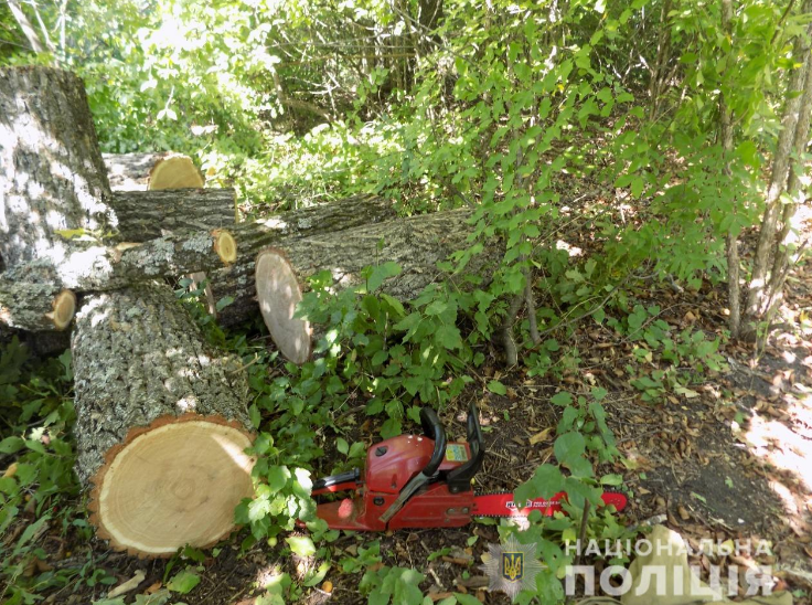 В Одесской области поймали людей, которые незаконно спиливали деревья.