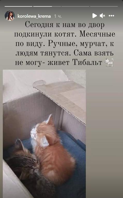 котята