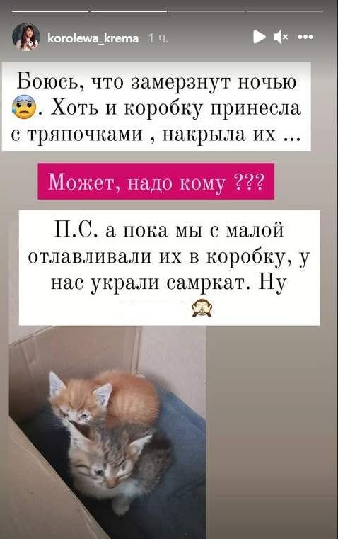 котята