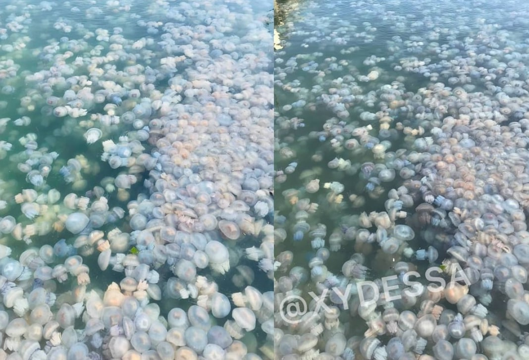 В Одесі Морвокзал "окупували" сотні медуз