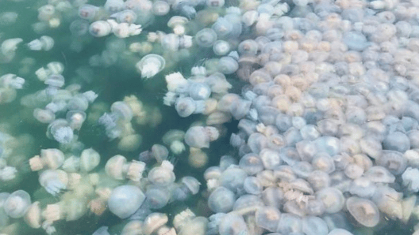 В Одесі Морвокзал "окупували" сотні медуз
