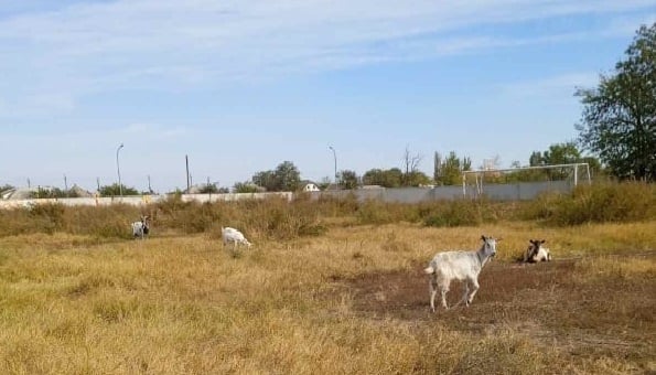 стадіон Випасне