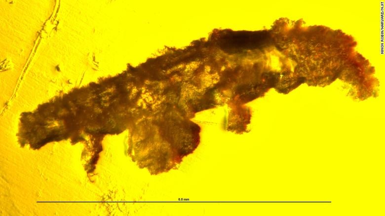 Вчені виявили скам’янілі залишки крихітної істоти - жила 16 млн років