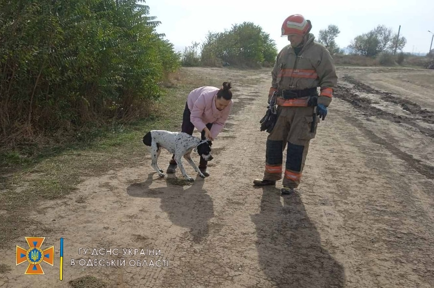 На Одещині врятували собаку, який впав до ями глибиною 5 метрів
