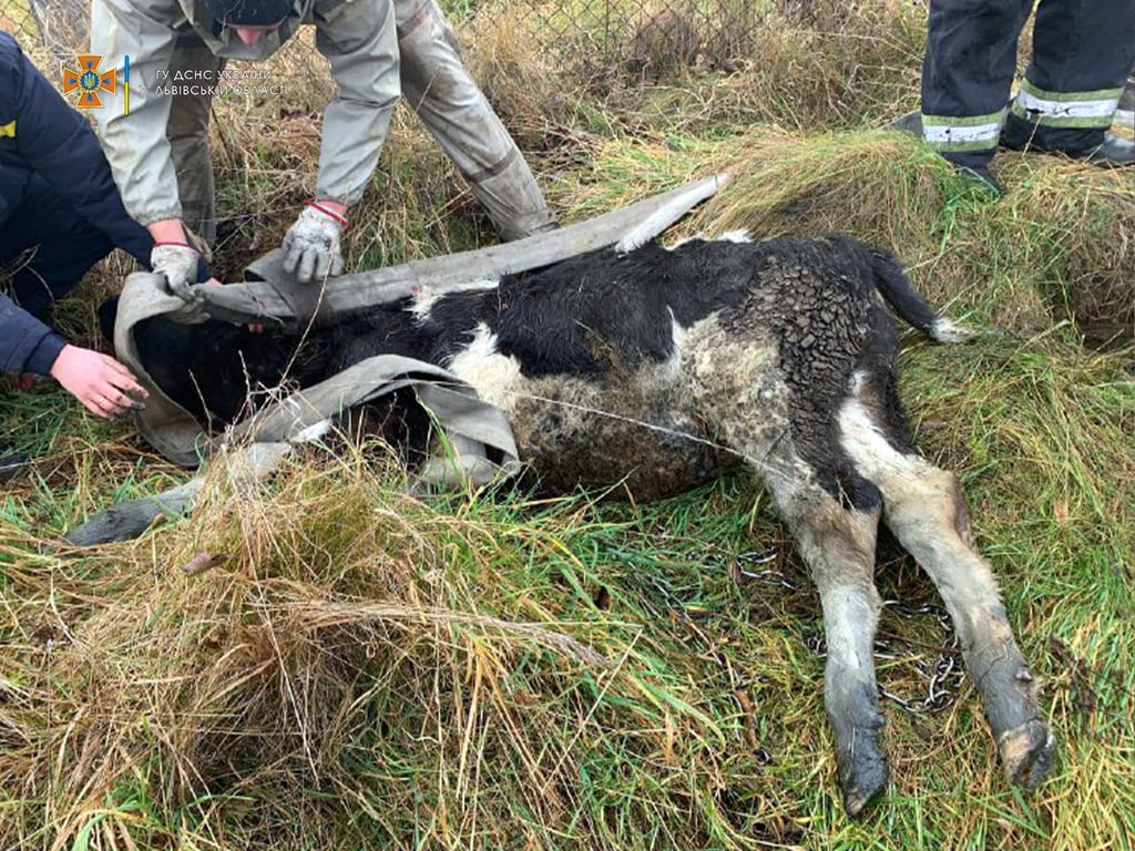 Теля впало в колодязь на Львівщині