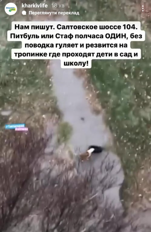 Собака