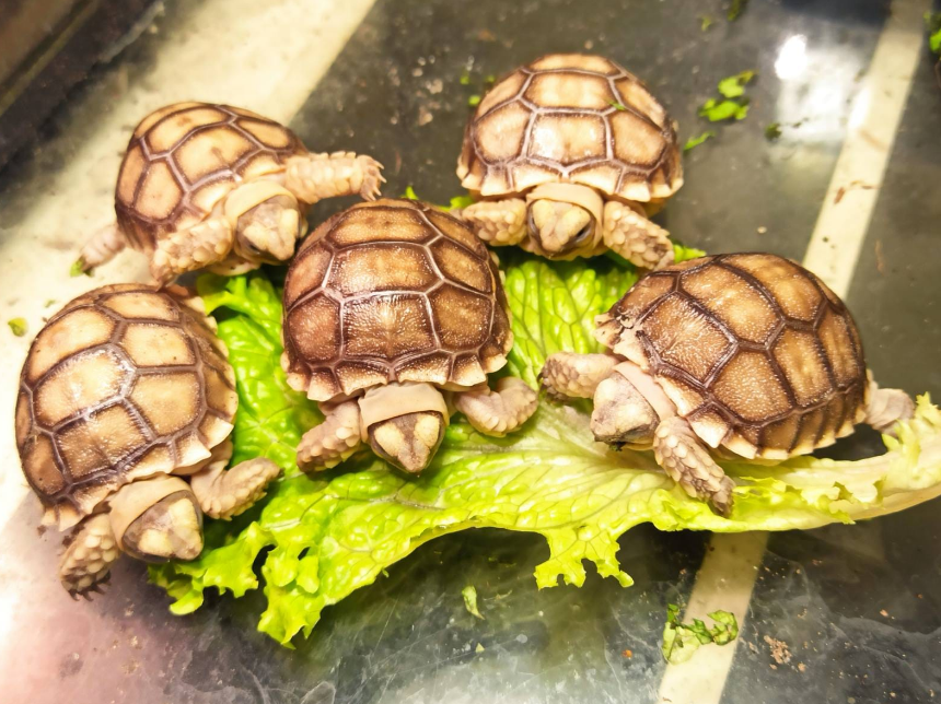 В Одеському зоопарку народилися черепахи - фото