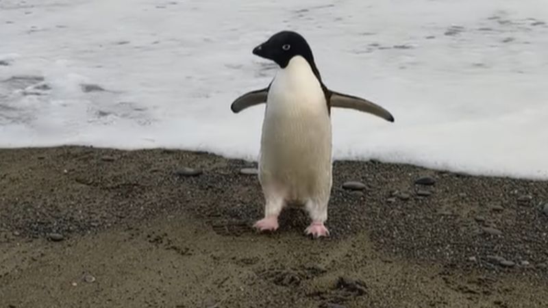 Пингвин в Новой Зеландии