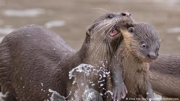 Comedy Wildlife Photography Awards 2021