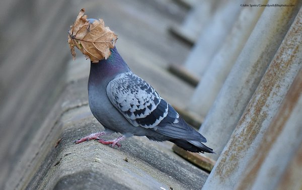 Comedy Wildlife Photography Awards 2021