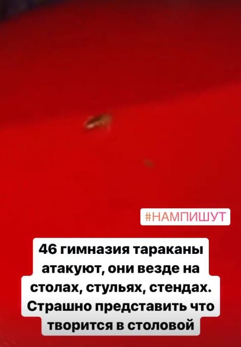 В Харьковской школе нашествие тараканов