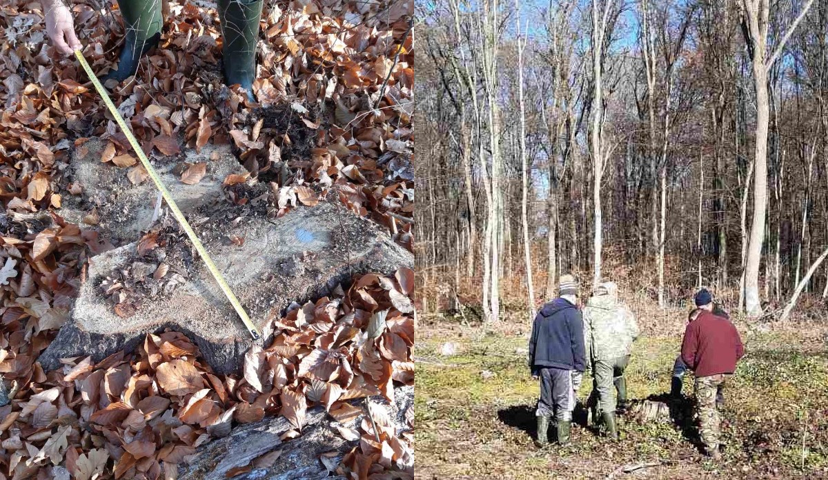 Завдана шкода лісу