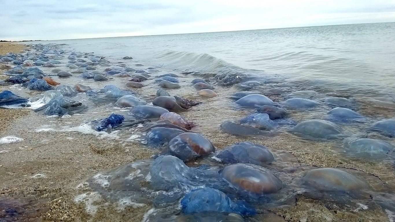 Мертві медузи на пляжі під Одесою — фото