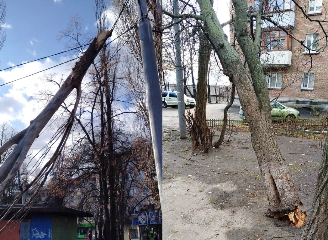 Деревья