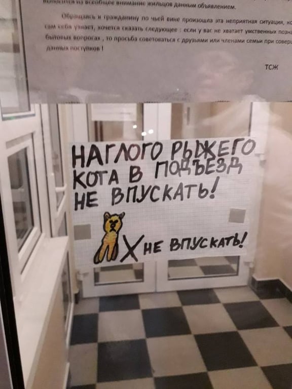 Объявление о коте