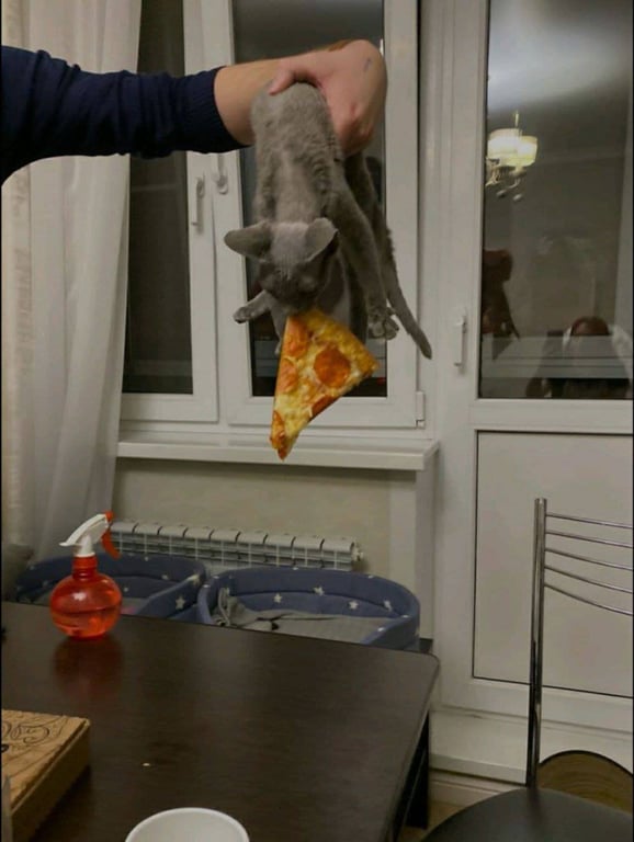 Кот ест пиццу - смешное фото