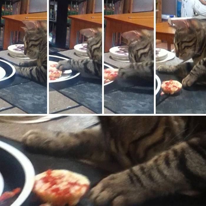 Сонный кот тянется к еде - смешное фото