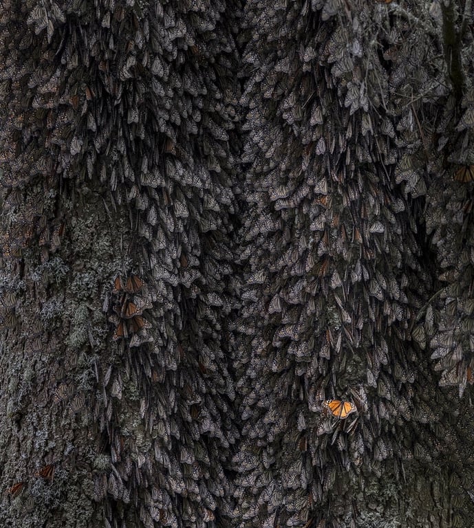 Конкурс, фото, животные