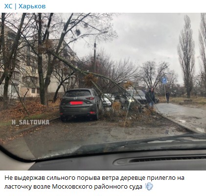 Дерево