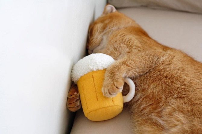 кіт, пиво, іграшка, сон