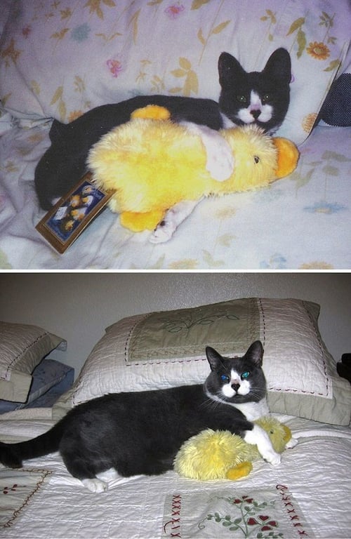 кіт, качка, іграшка, диван