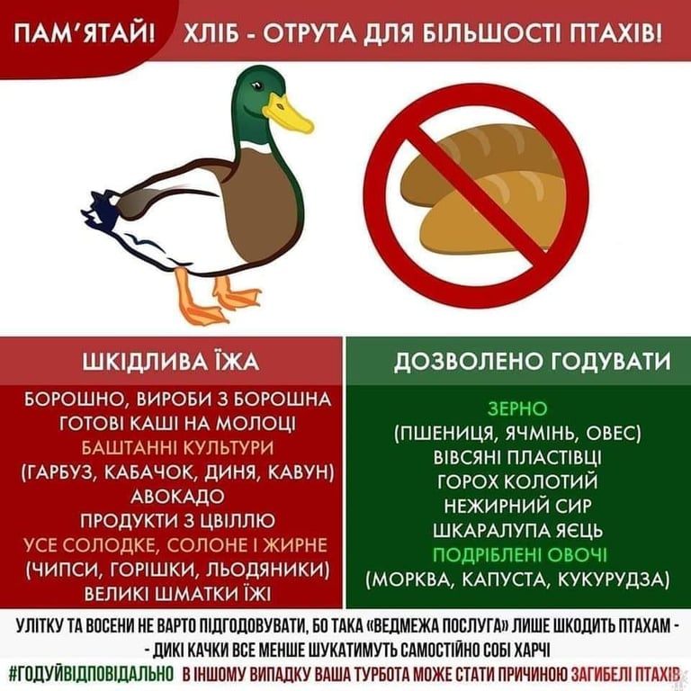 Качки Львів