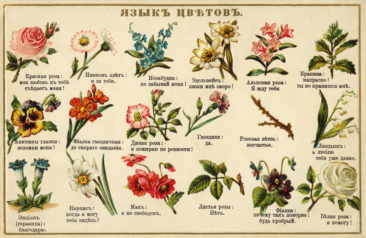 цветы