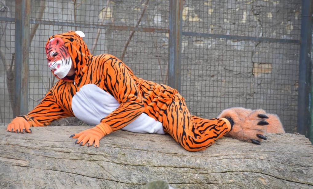 Одесский зоопарк снимает видео к Новому году - Беляков в образе тигра