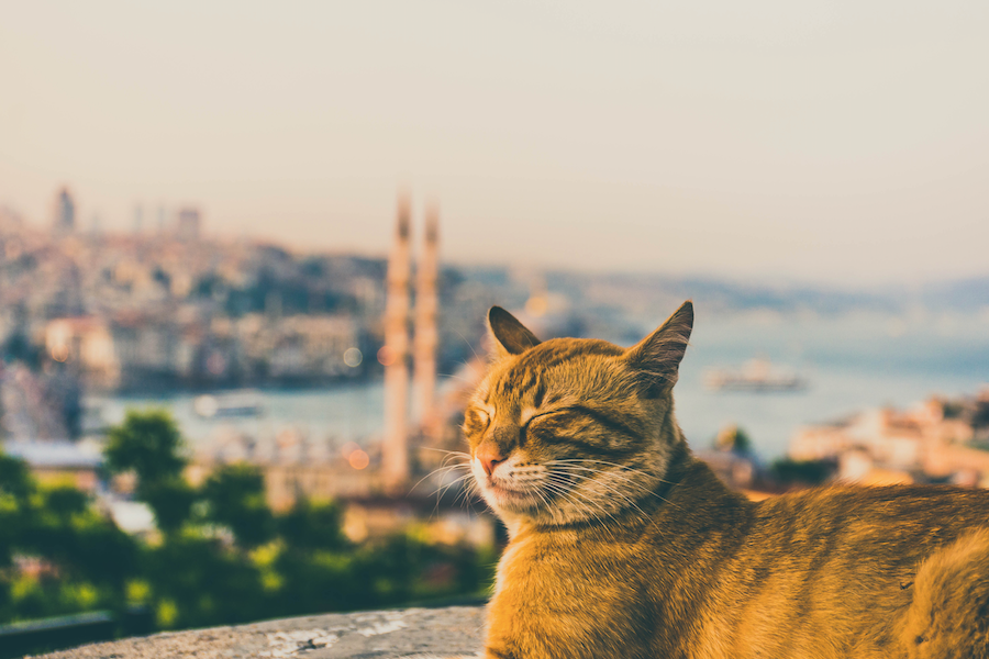 5 речей, які шокують туристів в Туреччині
