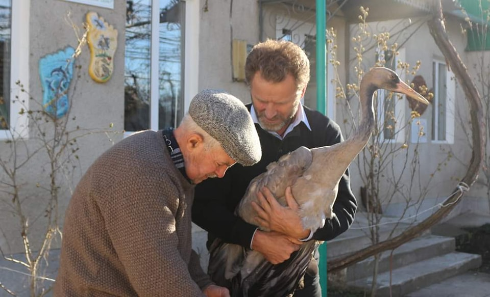 В Одесский зоопарк передали журавля, покалеченного браконьерами