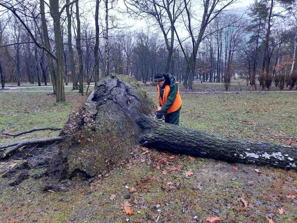 Дерево