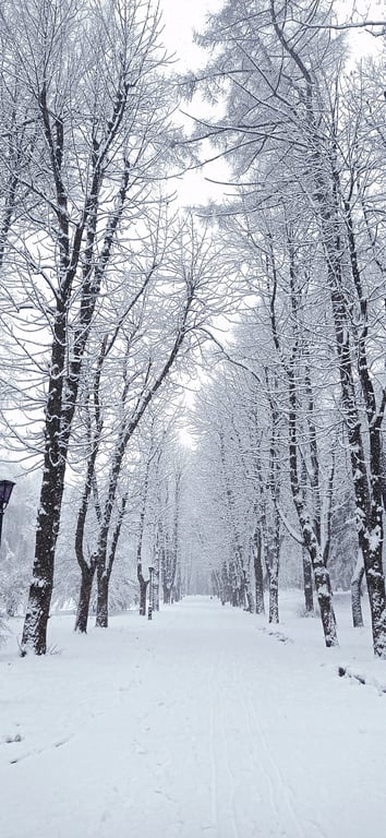 Стрийський парк, Львів