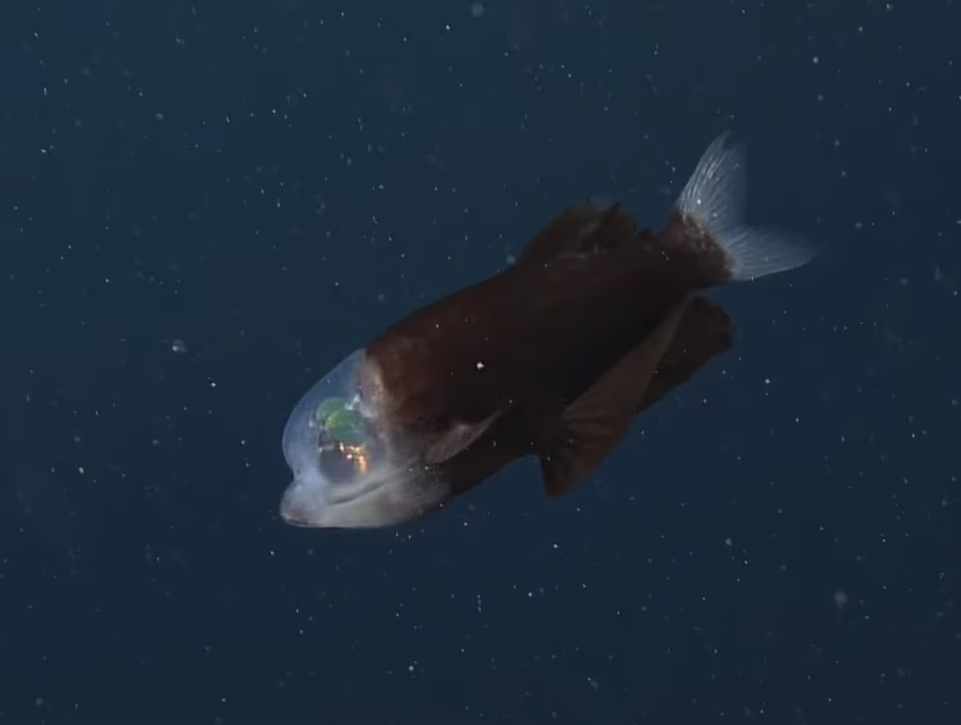 Химерна риба у Тихому океані