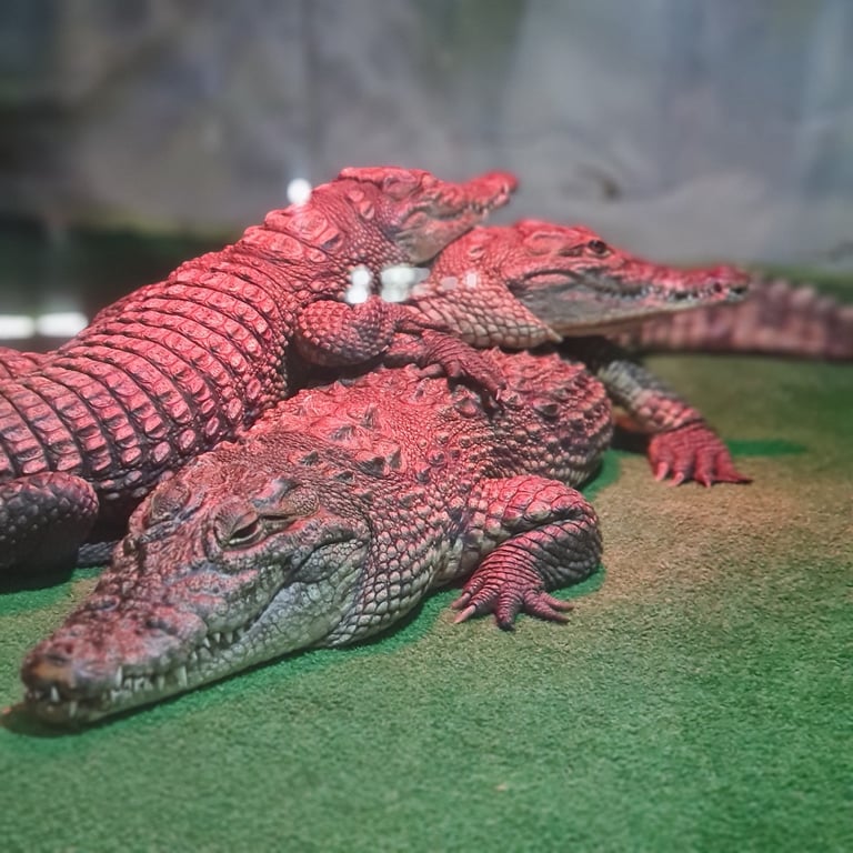Виставка крокодилів, крокодиляча ферма, крокодили в Одесі.