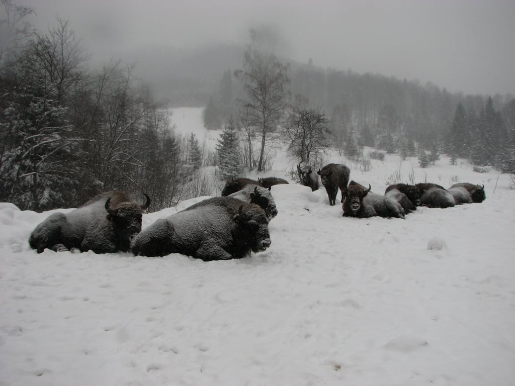 Сфотографували стадо зубрів на Львівщині