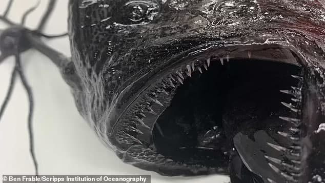 Тихий океан