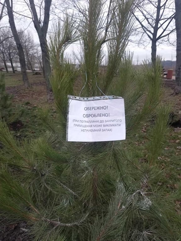 Елка