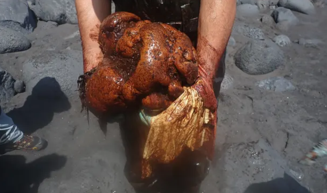 Амбра, вилучена зі шлунку великого кашалота в Іспанії