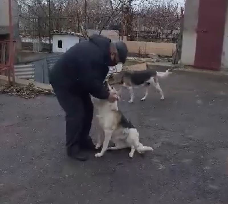 Убийство собак, убийство Алтестово, расстреляли собак Одесса