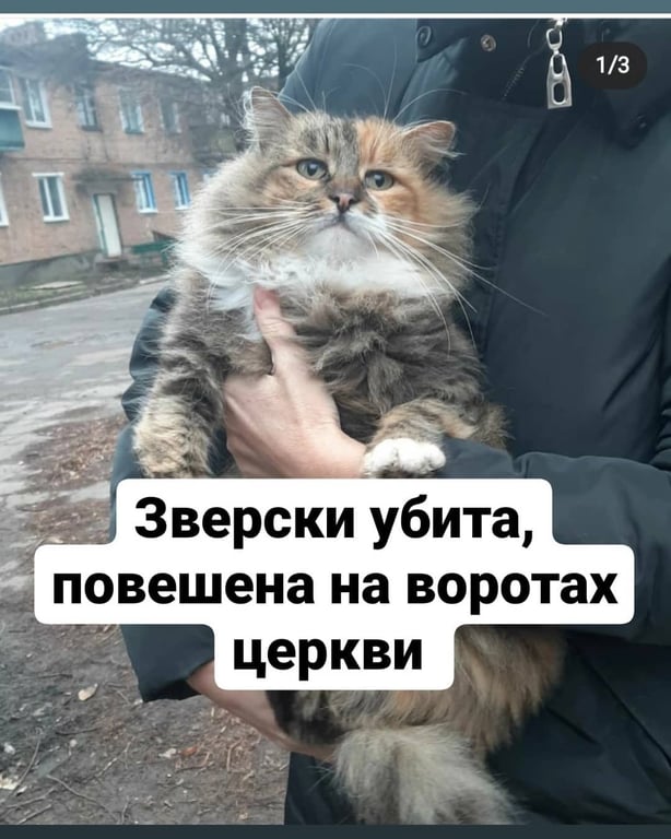 животное