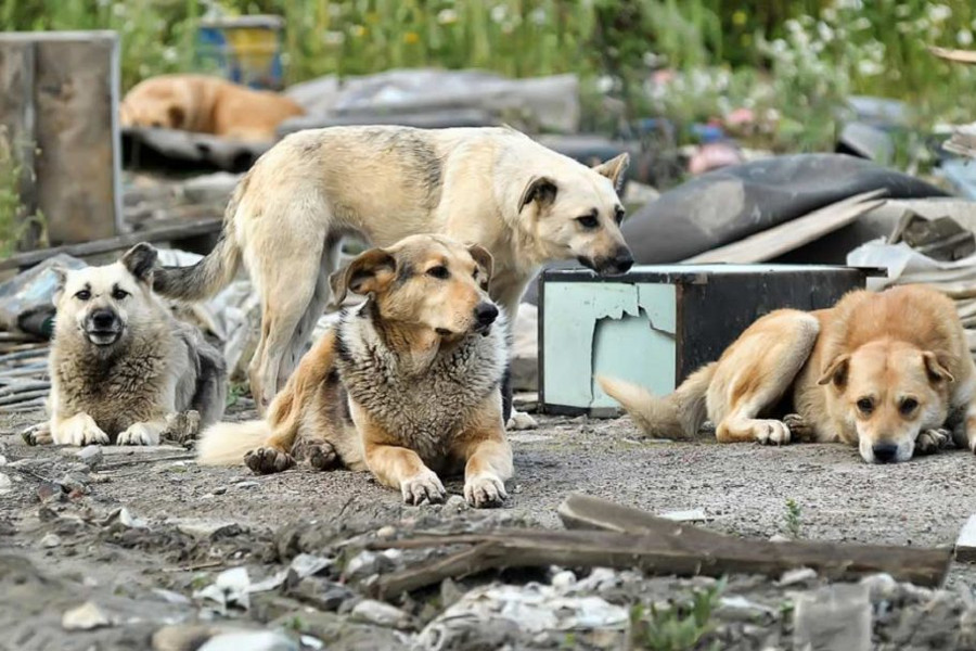 Напади собак, бродячі собаки, агресивні собаки на вулиці