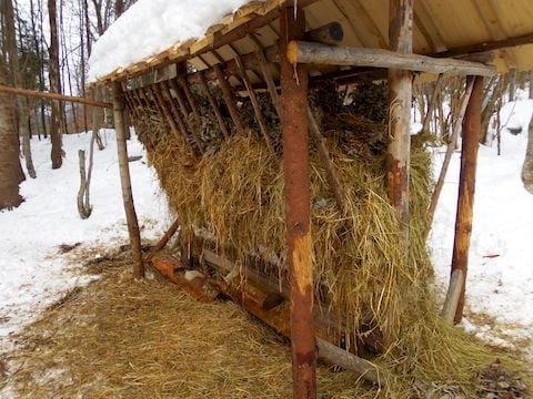 У Сколівських Бескидах встановили годівнички для диких тварин